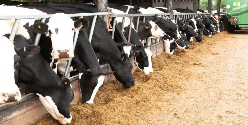 “My warning is to be aware and get your silage tested,” says Rumenco technical advisor, Helen Rogers. “We’re seeing a lot of wet silages and grain which tends to get warm, and this is the ideal growth environment for mycotoxins"