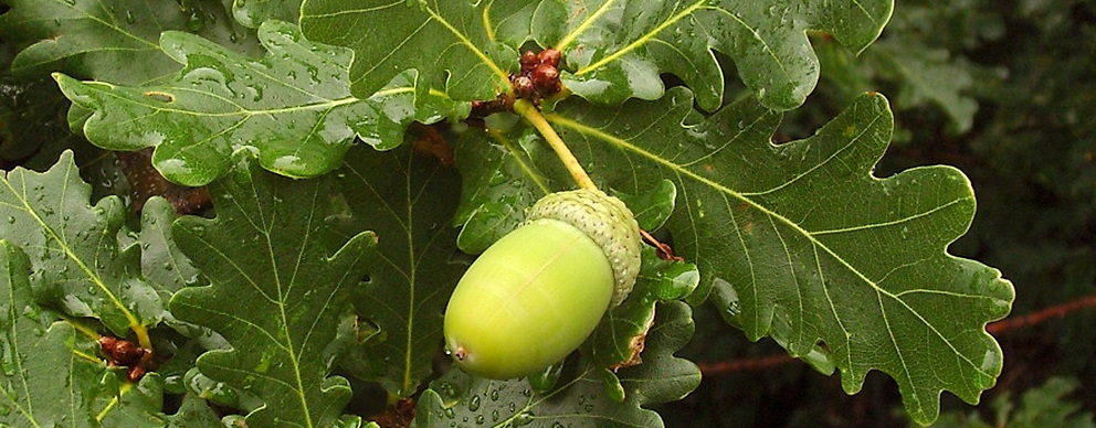 Many animals are susceptible to Quercus - or oak bud/acorn - poisoning, but cattle and sheep are affected most often. However, horses and dogs can become very ill if they consume acorns or oak leaves