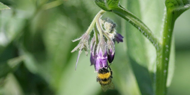 Defra has also provided £20,000 in grants to five Local Nature Partnership projects in Hertfordshire, Lancashire, Lincolnshire, Durham and Surrey