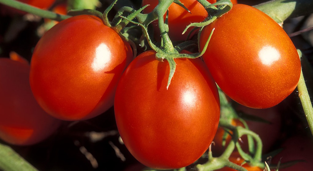Tomatoes are a high yielding crop - producing up to 500 tonnes per hectare in countries delivering the highest yields and require relatively few inputs