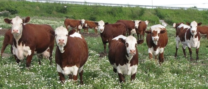 Cows can be easily spooked because they have poor hearing and depth of vision, which means they cannot focus on objects