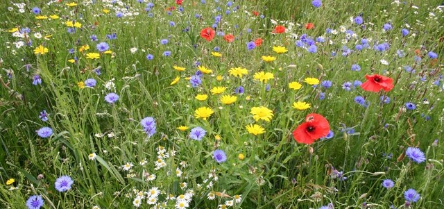 Much of the older legislation is out of step with modern requirements, and there is duplication between the principal modern Act – the Wildlife and Countryside Act 1981 – and Regulations made with a view to implementing EU law obligations