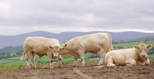 On farms where Haemonchus is present, any larvae present will inhibit in the gut wall as temperatures drop. Inhibited larvae will not produce eggs, so faecal egg counts are not a reliable indicator of the presence of the worm