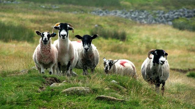 “In particular, it is critical that we challenge the strong competition European farmers’ face from outside the EU", says the NFU