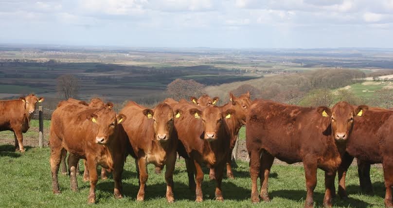 Serving heifers to calve at two years of age has a significant effect on suckler herd profitability, according to Beef Improvement Group Technical Director Richard Fuller