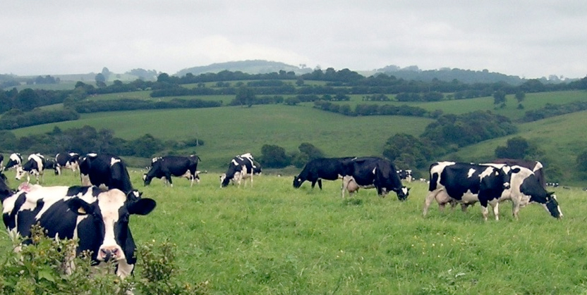 Farm-gate prices in most EU countries are now about 10 to 20 cents below production costs (in Ireland and Northern Germany 25 cents a litre, in Lithuania just 19 cents a litre)