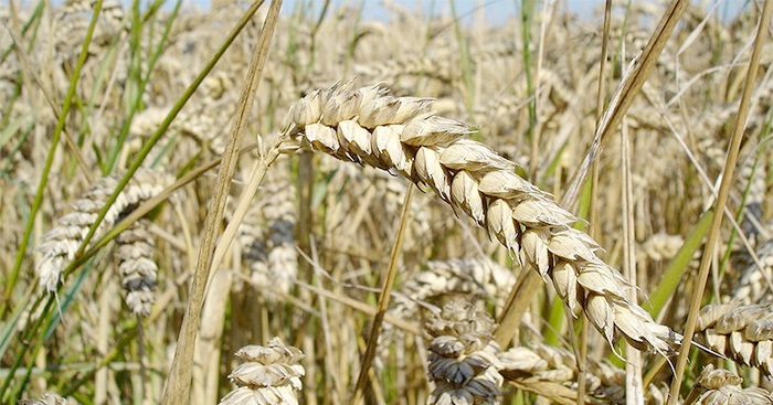 The researchers have released their data to other scientists and breeders, as part of the Wheat Initiative’s commitment to data sharing, for greater food production
