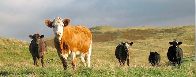 Nominated by their peers and the general public, the farming category welcomes people from all areas of the farming industry, all ages and from anywhere in the world