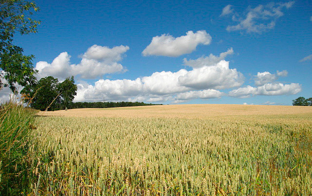 Delegates at the conference in Peterborough heard how GM crops are now grown on 181.5 million hectares of land worldwide and used by 18 million farmers