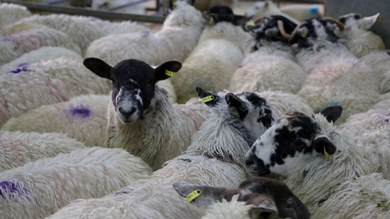 Farming leaders have become so concerned about low prices for lamb that the issue has been raised at European level