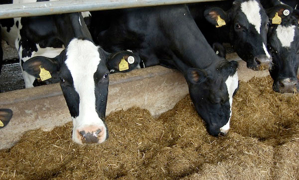 Dr Judith Bryans, Chief Executive of Dairy UK, said: “The Climate Change Agreements have been a great success so far – they are an excellent and durable way of driving improvements in the dairy sector"