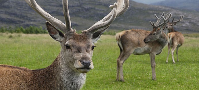 The report concludes that penalties for wildlife crimes have fallen behind those for other types of environmental crime, and that fine levels for many of these crimes have not kept pace with inflation