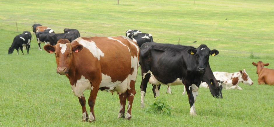 He said figures from the LMC show that clean cattle numbers have reduced compared with the same period in 2014, while live cattle exports for slaughter have increased in response to tighter numbers in GB