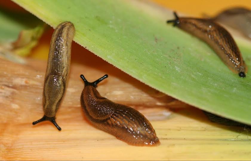 Young Spanish slugs on leeks (image courtesy of John Innes Centre)