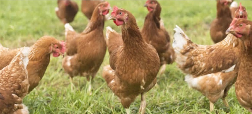 Nearly 90% of farm antibiotic use in the UK is for group treatments of pigs and poultry, often via mass medication through feed or water