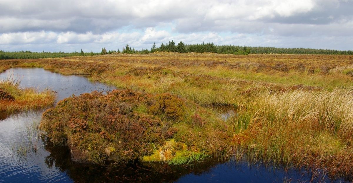 "The UK's peatlands are also important source areas for the provision of clean drinking water while protection of many of our peatlands may reduce flood risk."