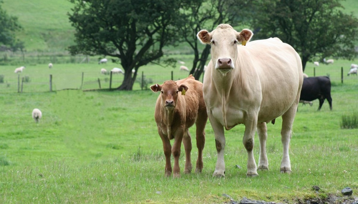 The UK suckler beef herd is the second largest in Europe