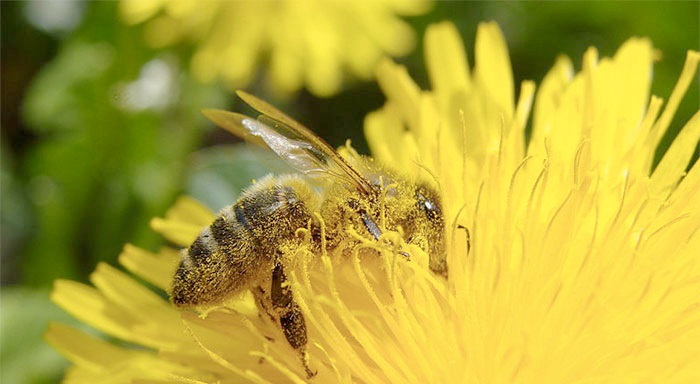 Monitoring the brood would enable beekeepers to get a good indication of the health of the queen, as well as how ‘dynamic’ she is