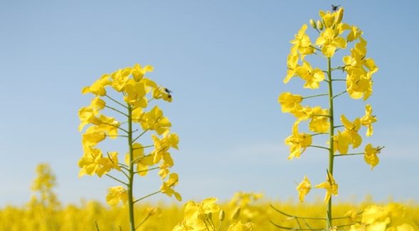 Amalie has been recommended as the first variety to have TuYV resistance