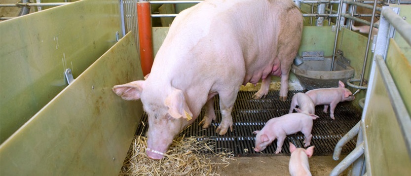 There are practical, financial and welfare challenges involved in adopting free-farrowing systems, so retailers and consumers will have to demonstrate their willingness to pay a premium for pork from early adopters of such systems