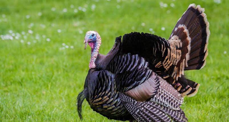2015 Christmas turkeys will now be in the final finishing phase