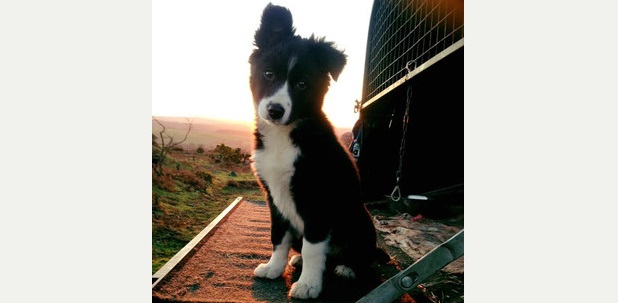 Cass the collie puppy, owned by Ben Cantelo, has been named the South West's best farm dog