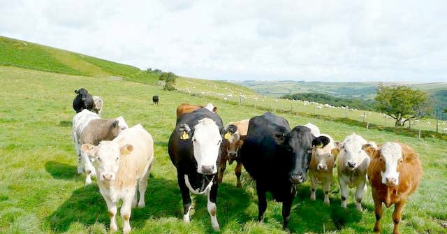 "The ill-thought-out proposal to replace this high value & sustainable beef production with forestry lacks environmental credibility, would result in severe job losses and damage to the rural economy” said IFA
