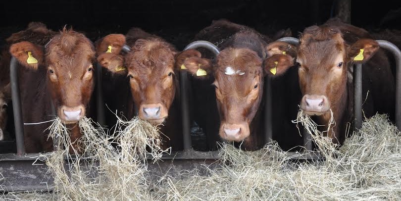 Greater beef sector efficiency - a better option for vegetarianism?