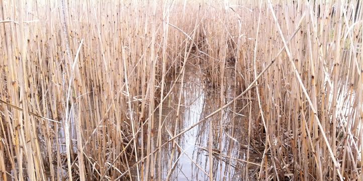Miscanthus growing in flood water