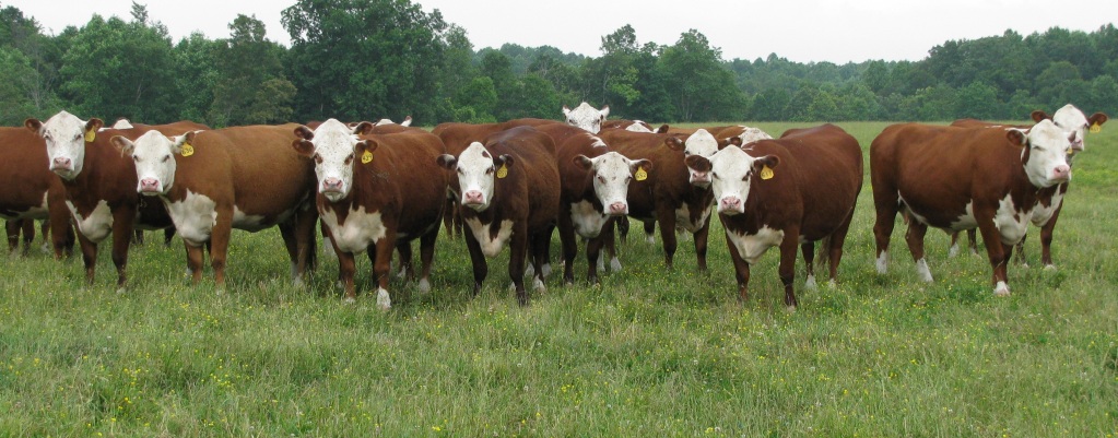 Livestock rustling doubles in summer months of 2015