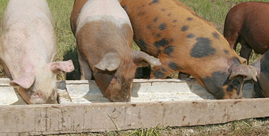 Swill-feeding was banned across the EU in 2002