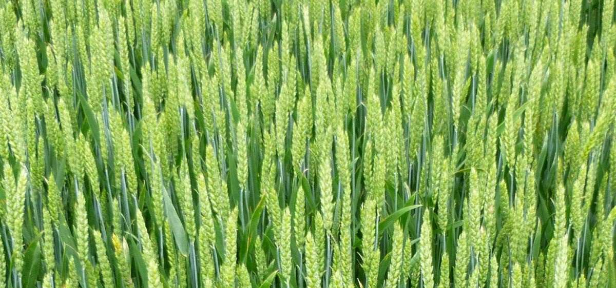 Over the past 17 years Warburtons has sourced more than 2 million tonnes of wheat from British farms