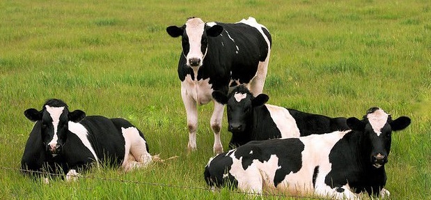 “The old saying that even the longest march starts with the first step is so apt for the current situation within the dairy sector"