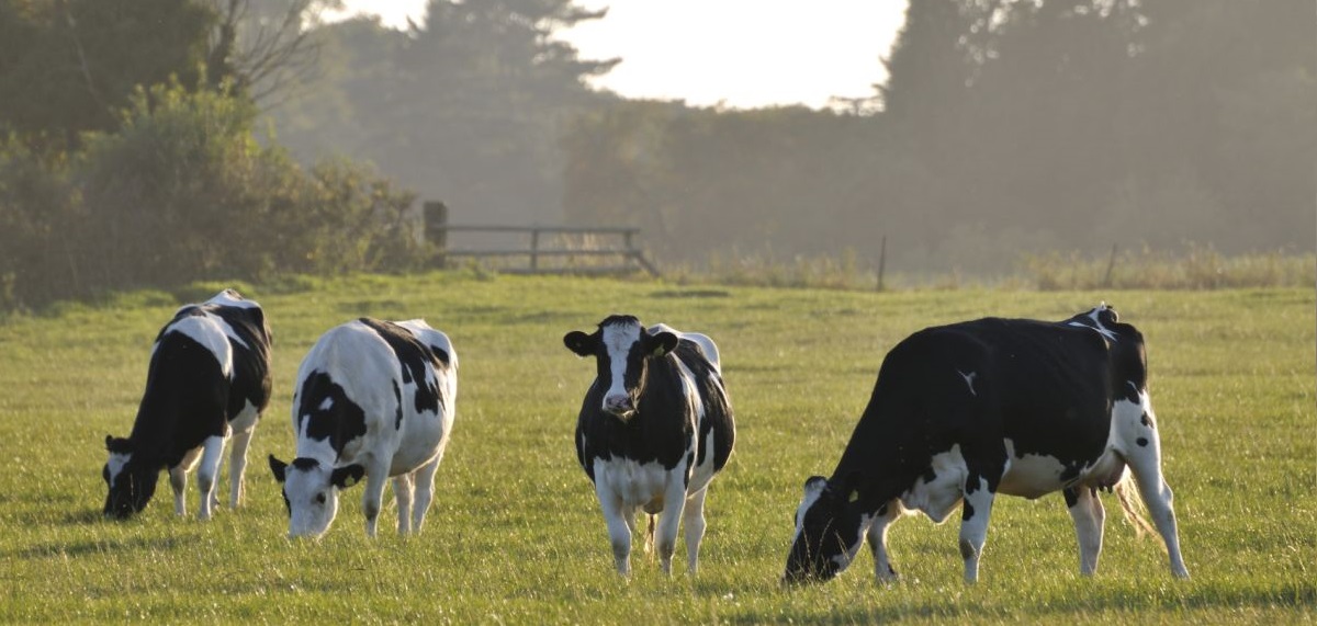 "The progress that’s been made in our sector over the past seven years has been astounding and this new edition of the Dairy Roadmap clearly shows some of the excellent work being done across the supply chain", says the NFU