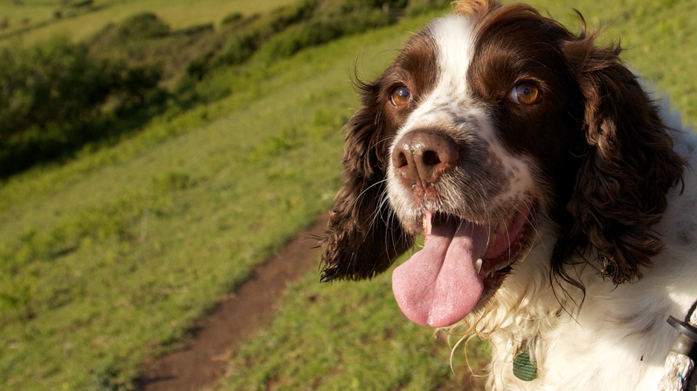 As 2015 draws to a close, the CLA is urging dog walkers to follow the Dog Walking Code to ensure that incidents of damage and on-farm accidents involving dogs are kept to a minimum