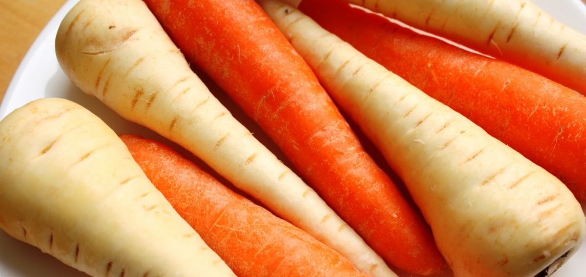 The Crop Walkers’ Guide for carrots and parsnips has been revised by a number of expert researchers, consultants and growers, and has been designed specifically as an aid to monitoring pest and disease in the field and in store