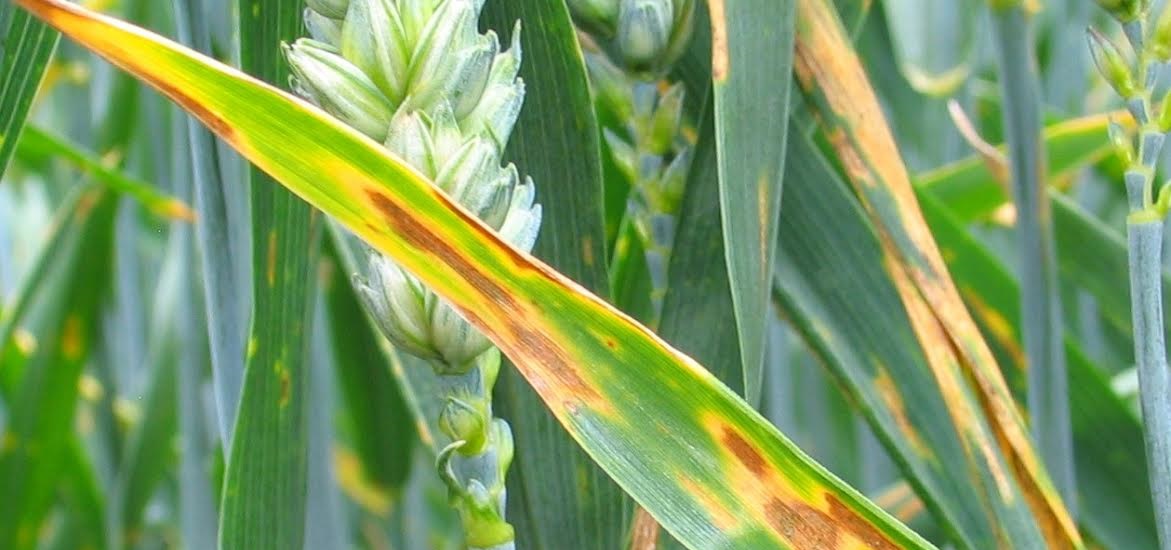 Dr Ellerton believes the best way to help crops make the most of the available sunshine this coming season is to adopt a protectant approach when planning fungicide programmes