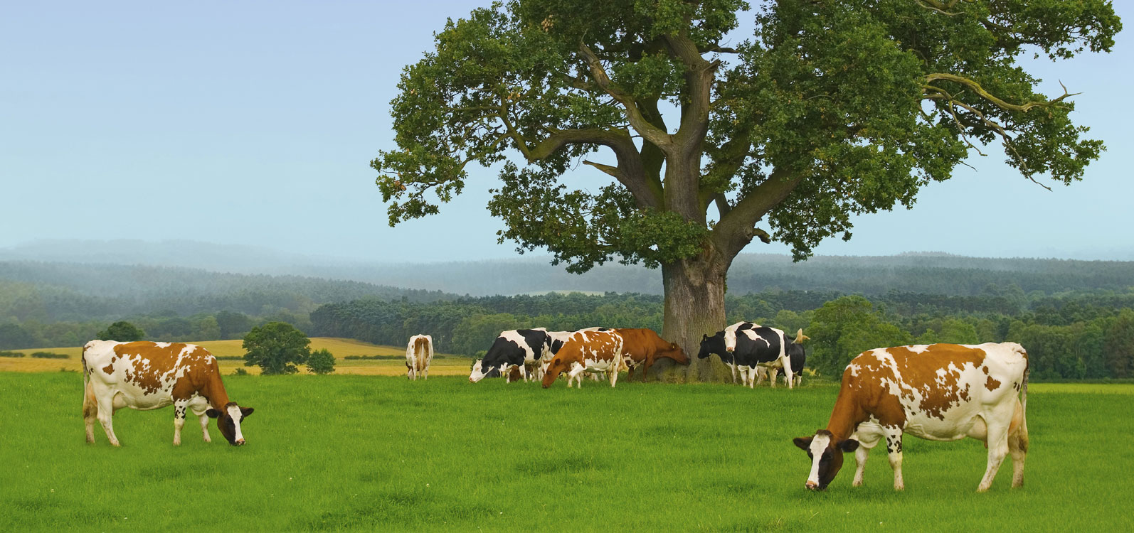 Instead of guaranteeing a fair price for UK dairy farmers, the government’s response has been to announce a strategy for increasing the export of milk products to Asia