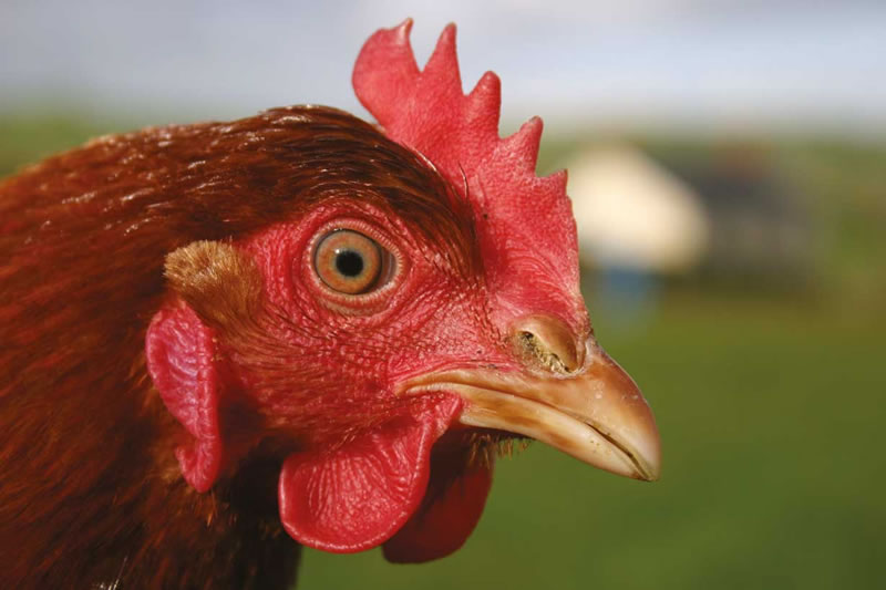 An untrimmed laying hens beak