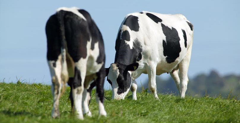 By selecting bulls with a high score for TB Advantage, farmers will be able to breed better resistance into their herds, which – like all genetic improvement – will accumulate over the generations leading to long-term benefits