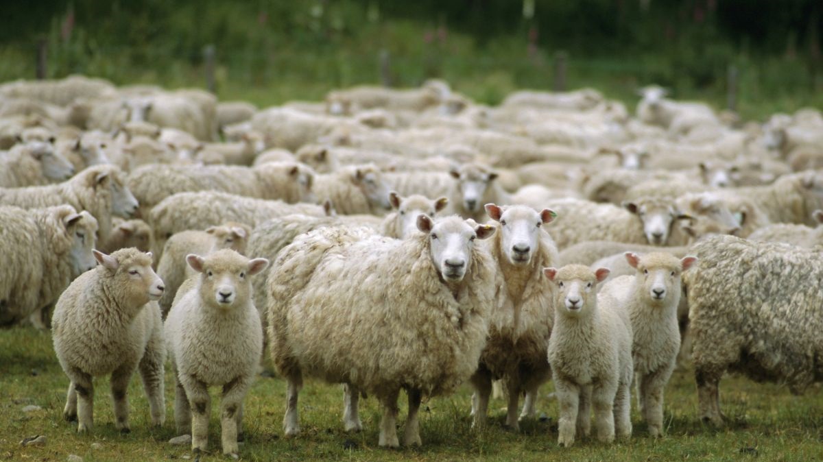 BBC research revealed more than 88,000 farm animals were snatched by thieves in the UK during 2014, at a cost of £6.6m to farmers