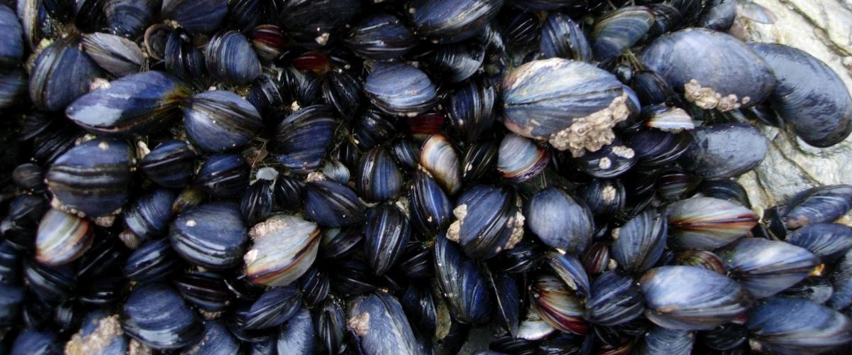 It may not always be obvious due to their concealed way of life, but mussels are among the most endangered species in the world