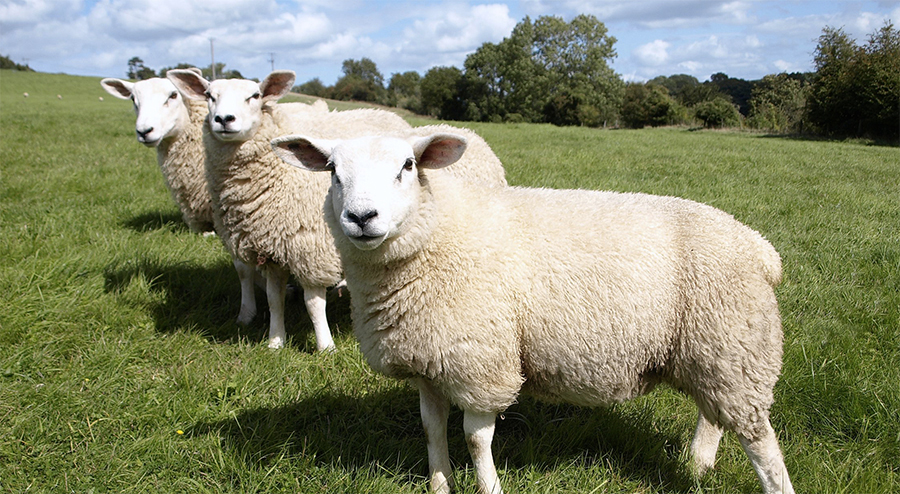 AHDB's comments coincided with the publication of the World Sheep Meat Market to 2025 report – produced by AHDB Beef & Lamb and the International Meat Secretariat (IMS)