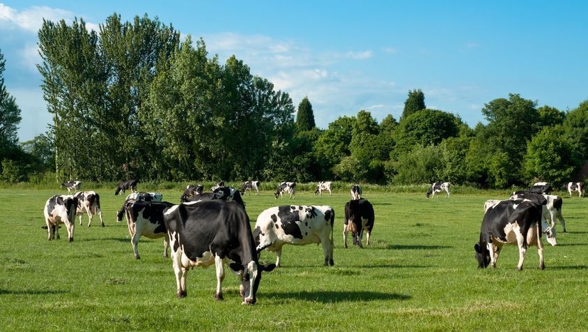 Dr Dobbin said that the industry needed to get better not just bigger and there is a need for a business model that is viable for both processors and farmers