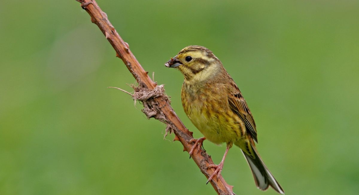 Do you know a Yellowhammer when you see one?