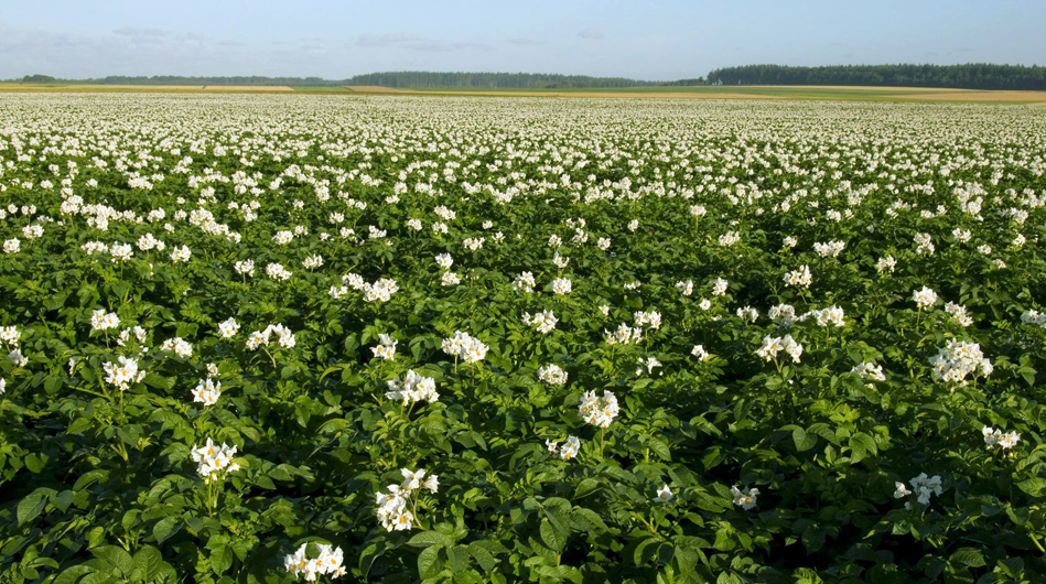 Potato field