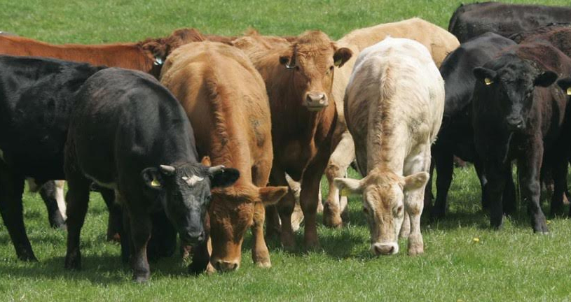 The vast bulk of the money (€31m/£22.8m) is earmarked for dealing with bovine TB
