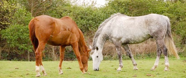 RSPCA says the crisis involves ‘thousands of horses'
