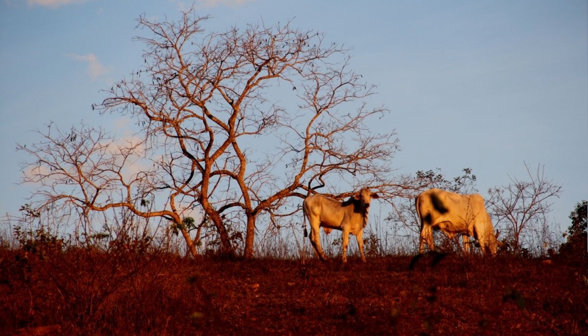 The Brazilian Cerrado is one of the world's biggest beef producing areas