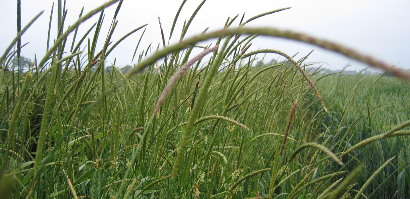 Ben believes resistant black-grass is one of the greatest threats to British agriculture